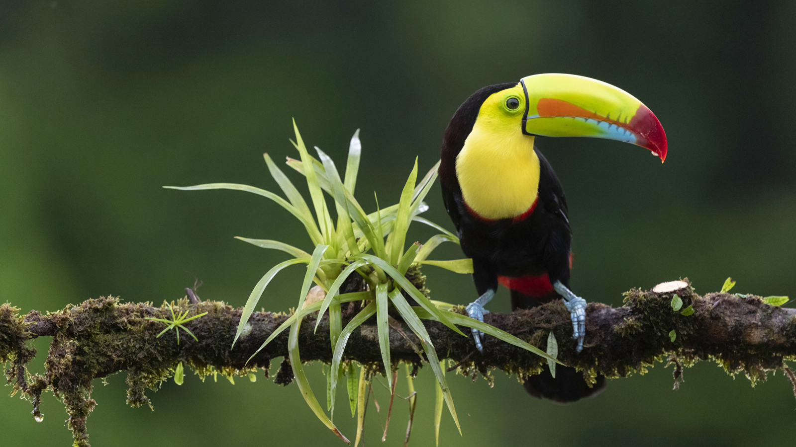 Большой тукан сидит на ветке с зелеными листьями