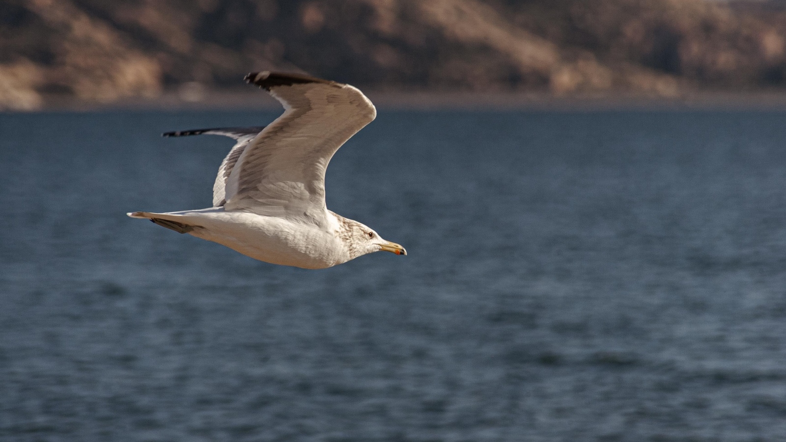Большая белая чайка летит над морем