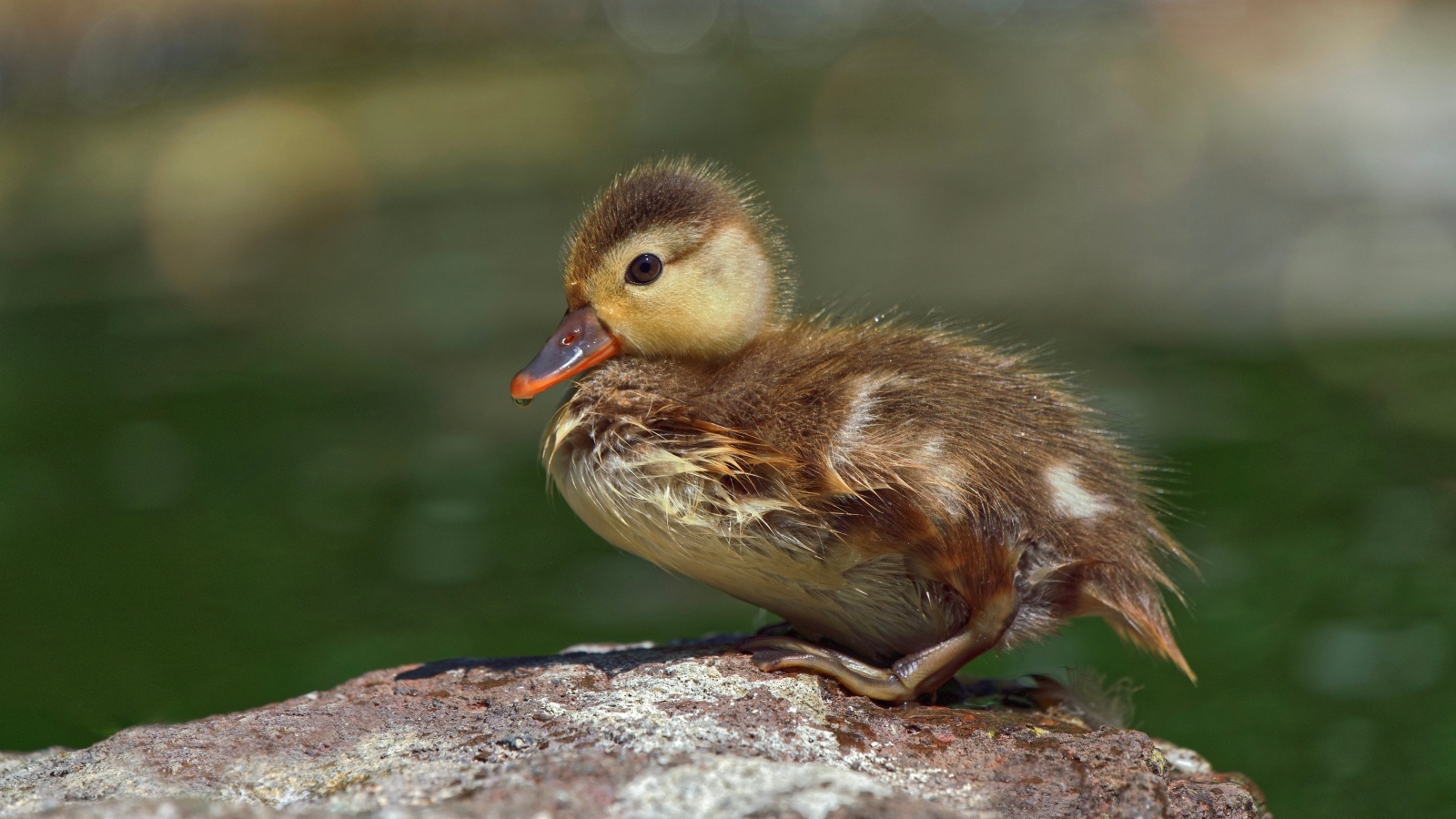Маленький утенок сидит на камне у воды