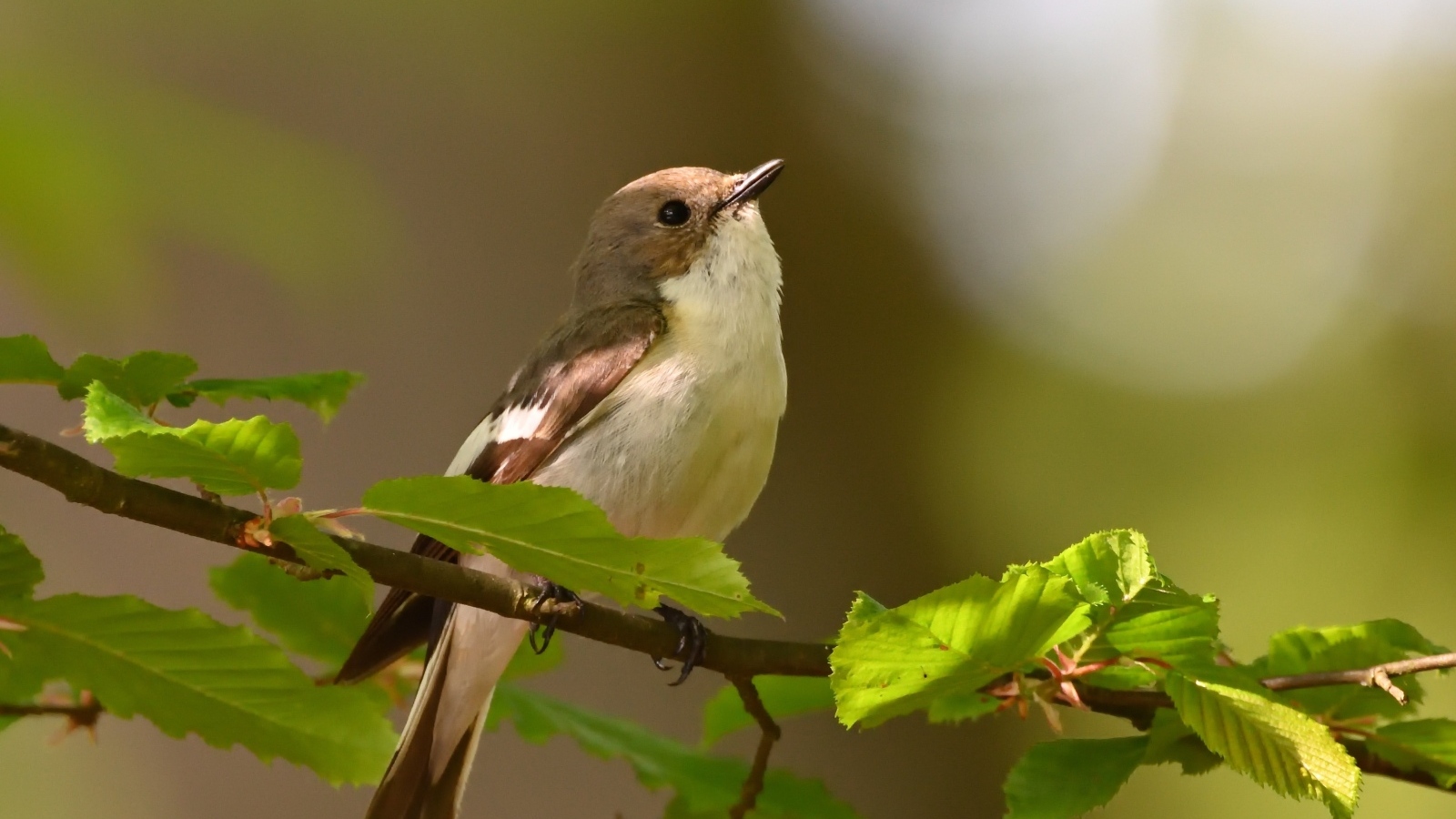 Маленькая птичка сидит на ветке с зелеными листьями