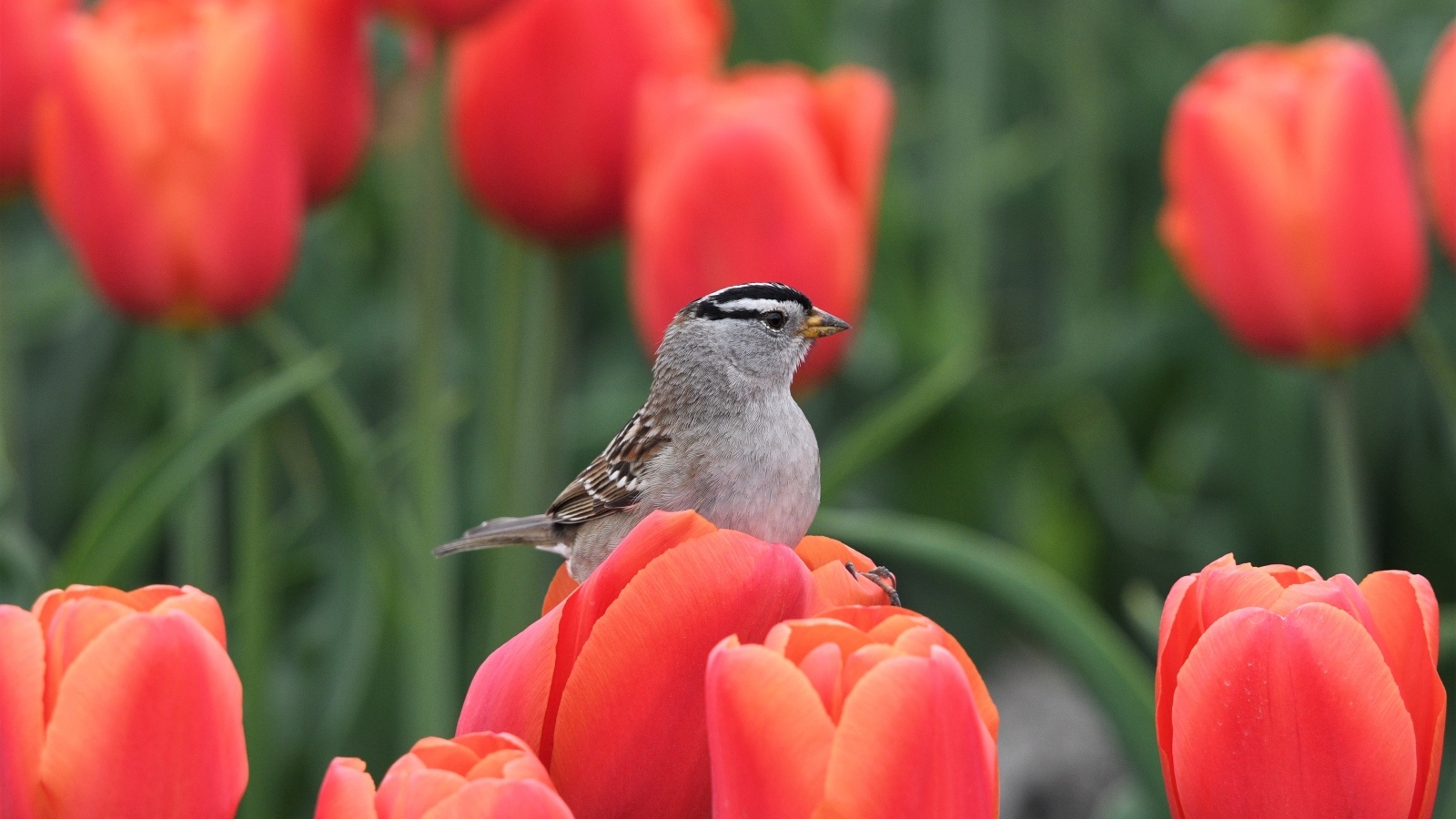 Маленькая птица сидит на красном тюльпане