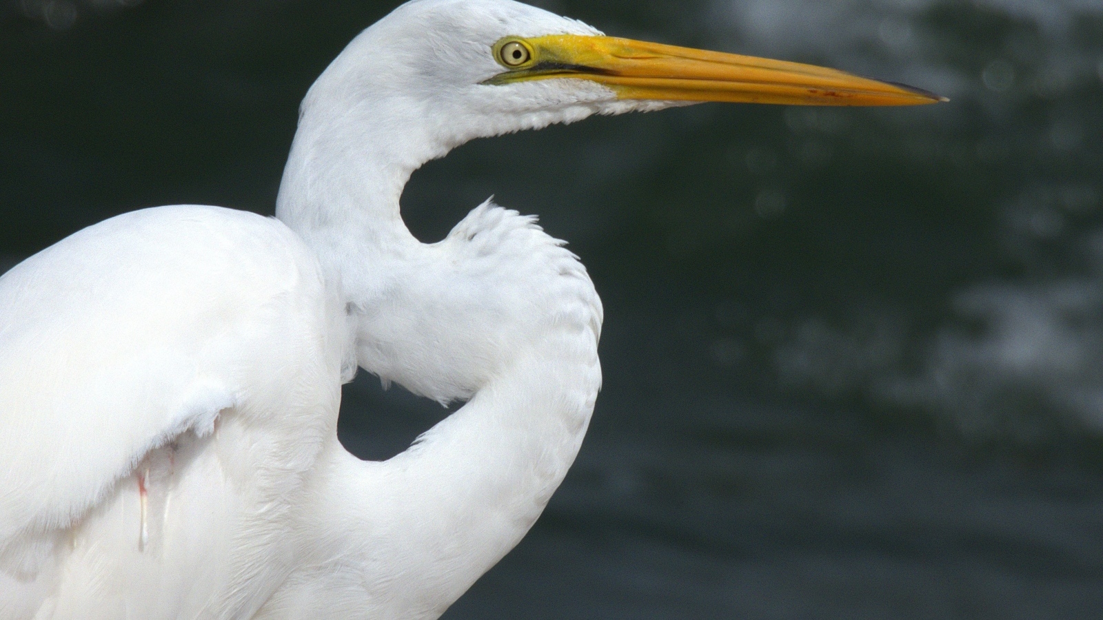 Красивая белая цапля с длинным острым клювом