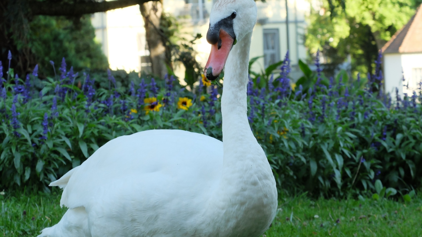 Красивый белый лебедь на фоне цветов