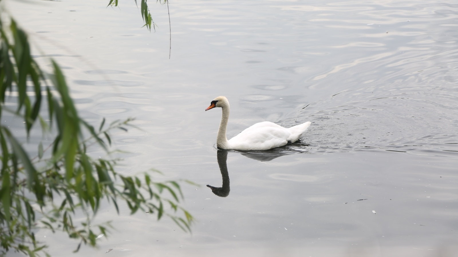 Красивый белый лебедь плавает в воде
