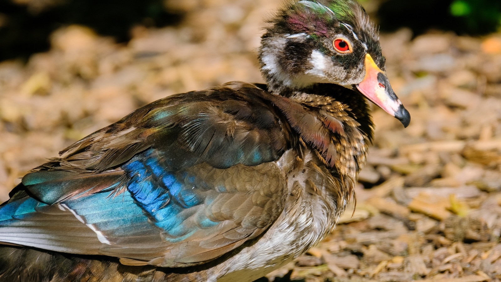 Красивая дикая утка 