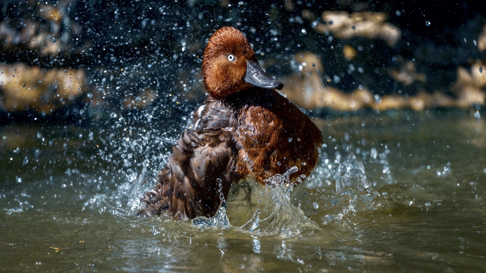 Большая коричневая утка купается в воде