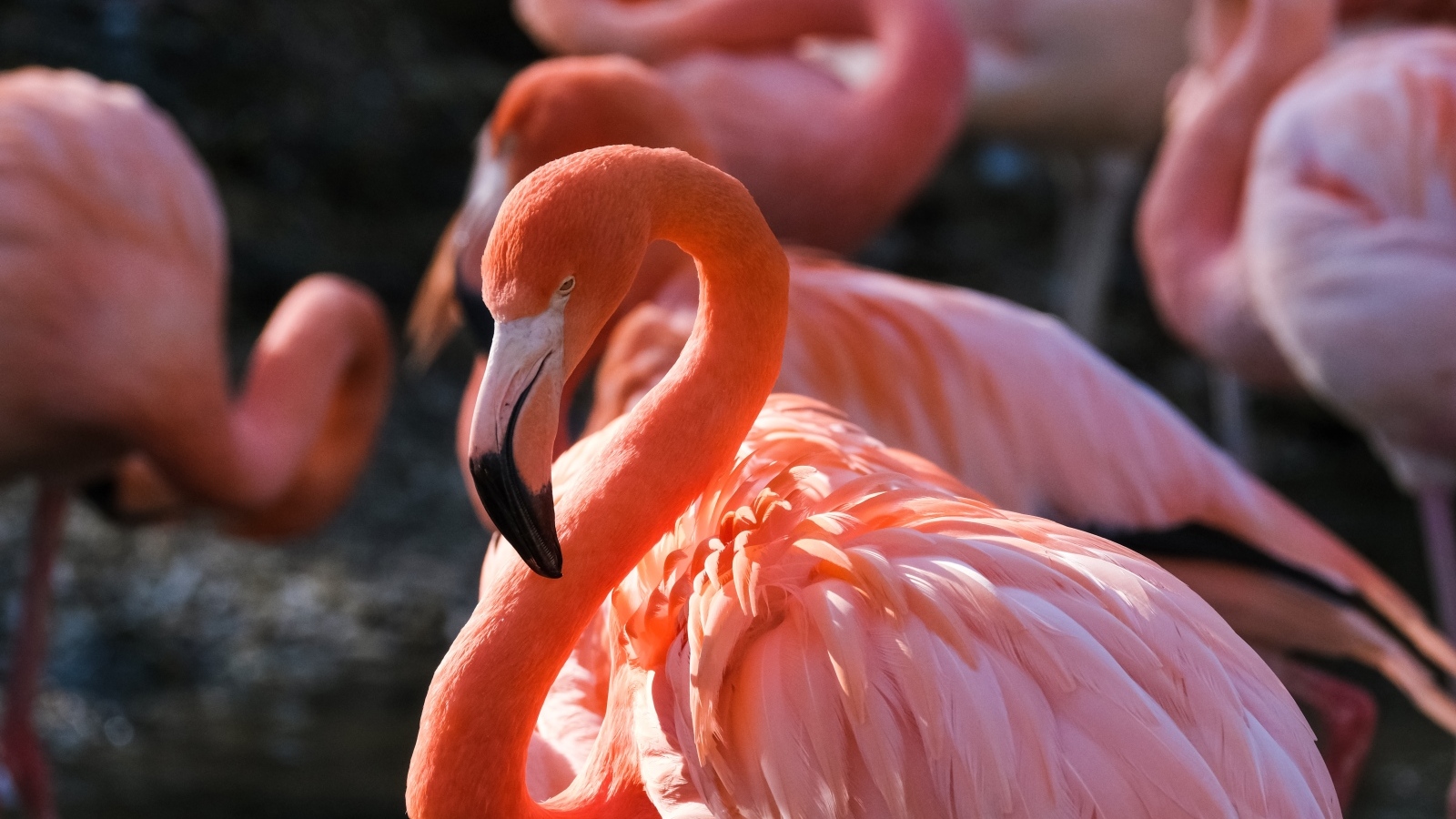 Большой розовый фламинго крупным планом