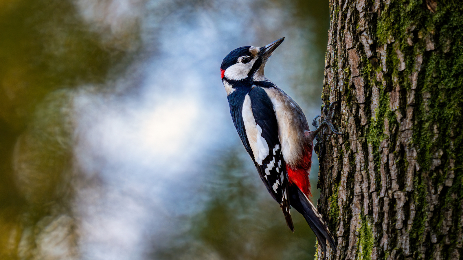 Большой дятел сидит на дереве