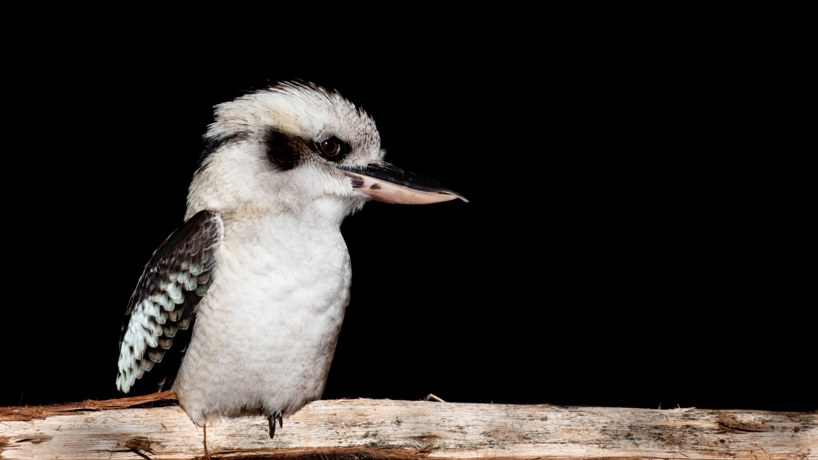 Птица Смеющаяся кукабара сидит на ветке
