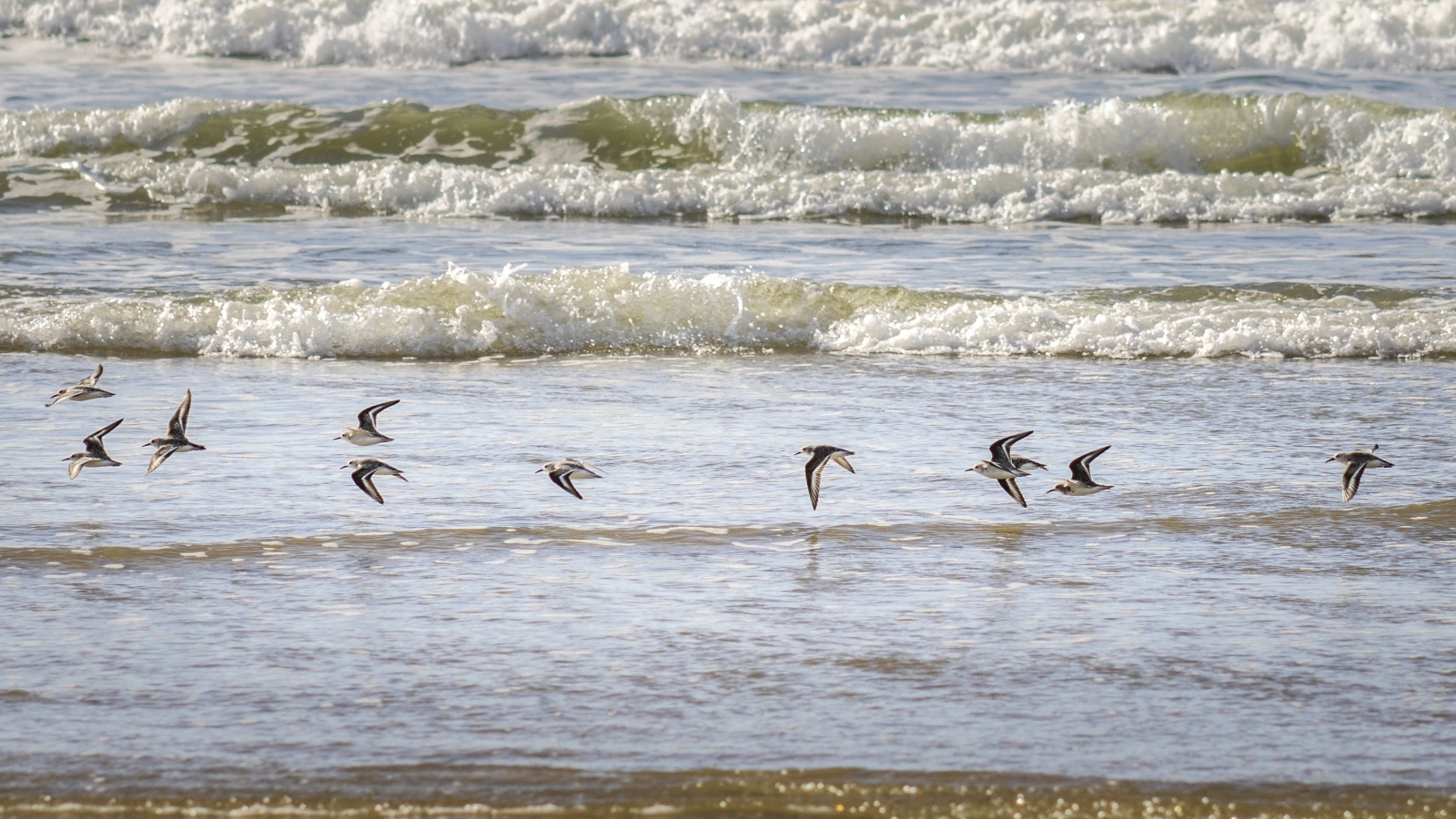 Птицы пролетают над морскими волнами