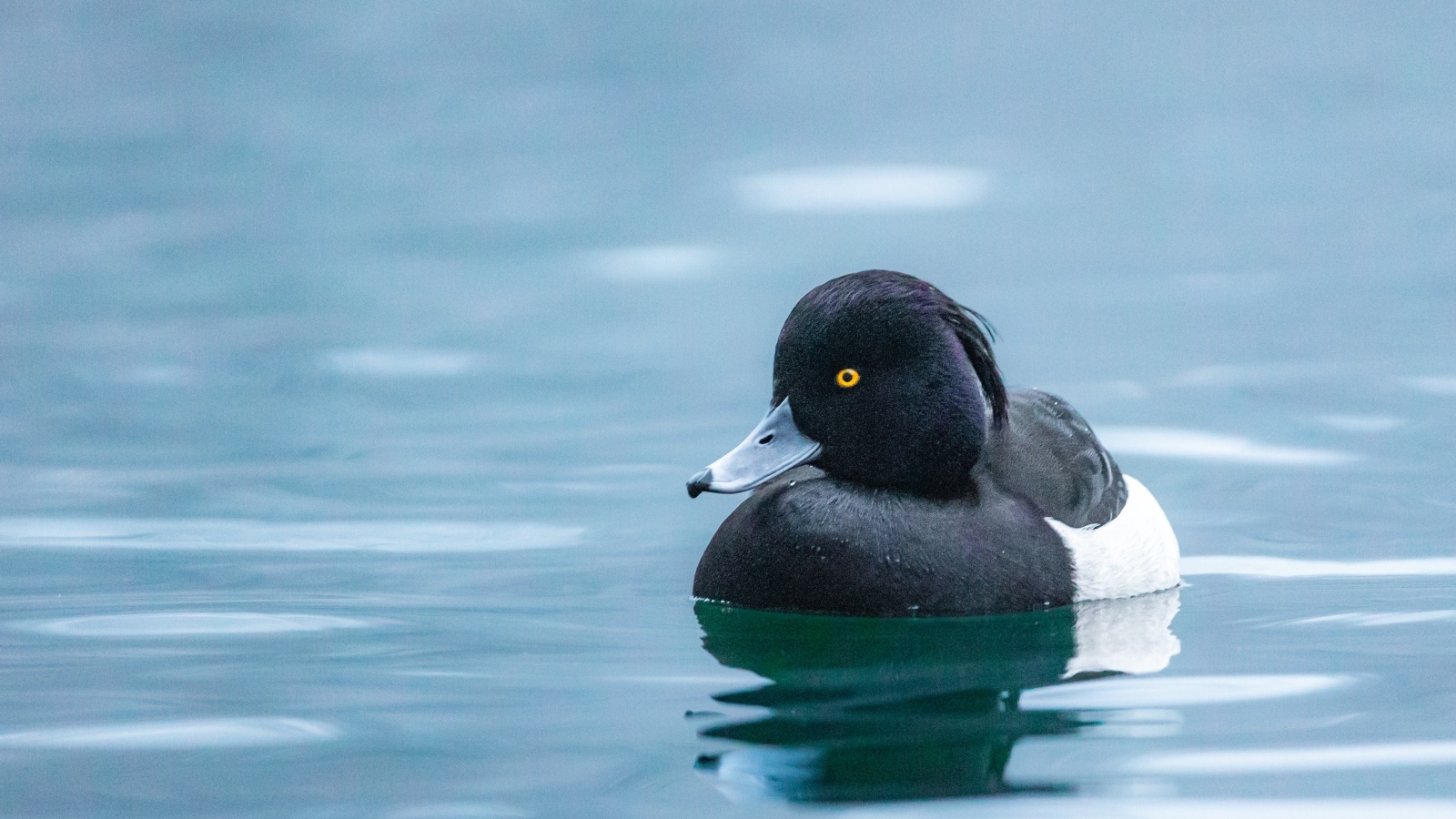 Черная утка плавает в воде