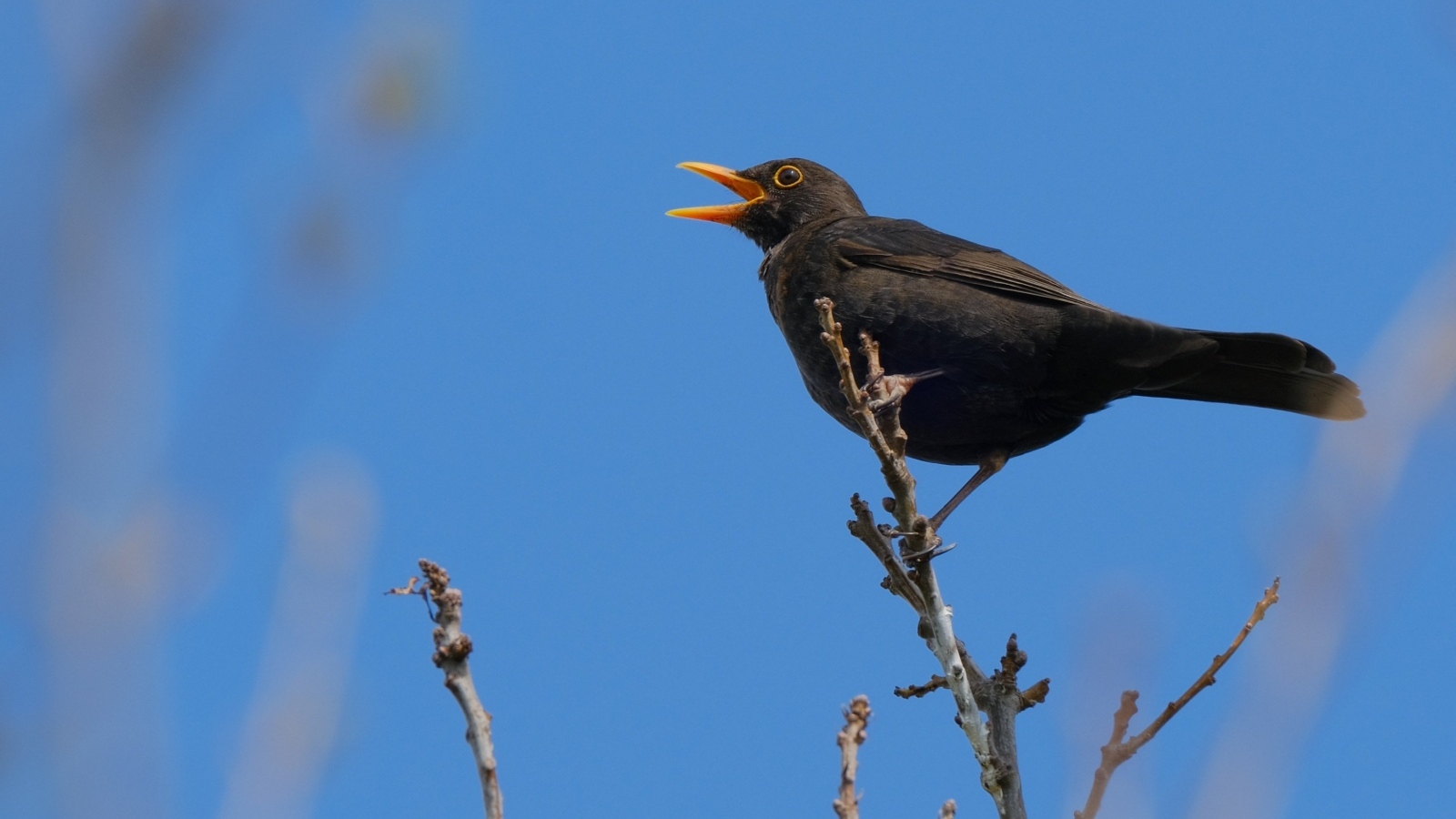 Черный дрозд поет на ветке дерева