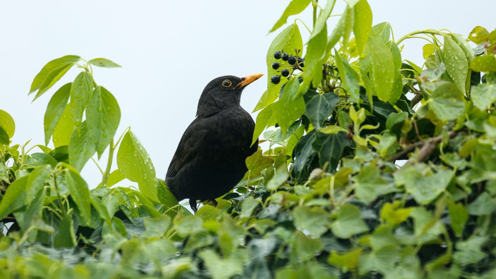 Черный дрозд сидит в ветках дерева
