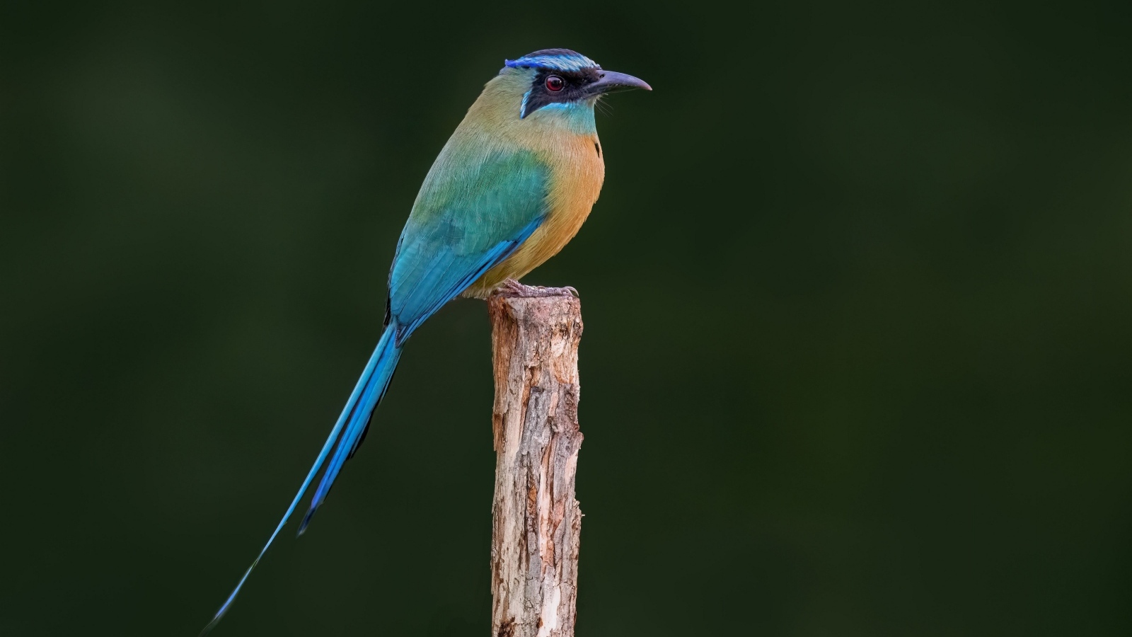 Синешапочный момот крупным планом