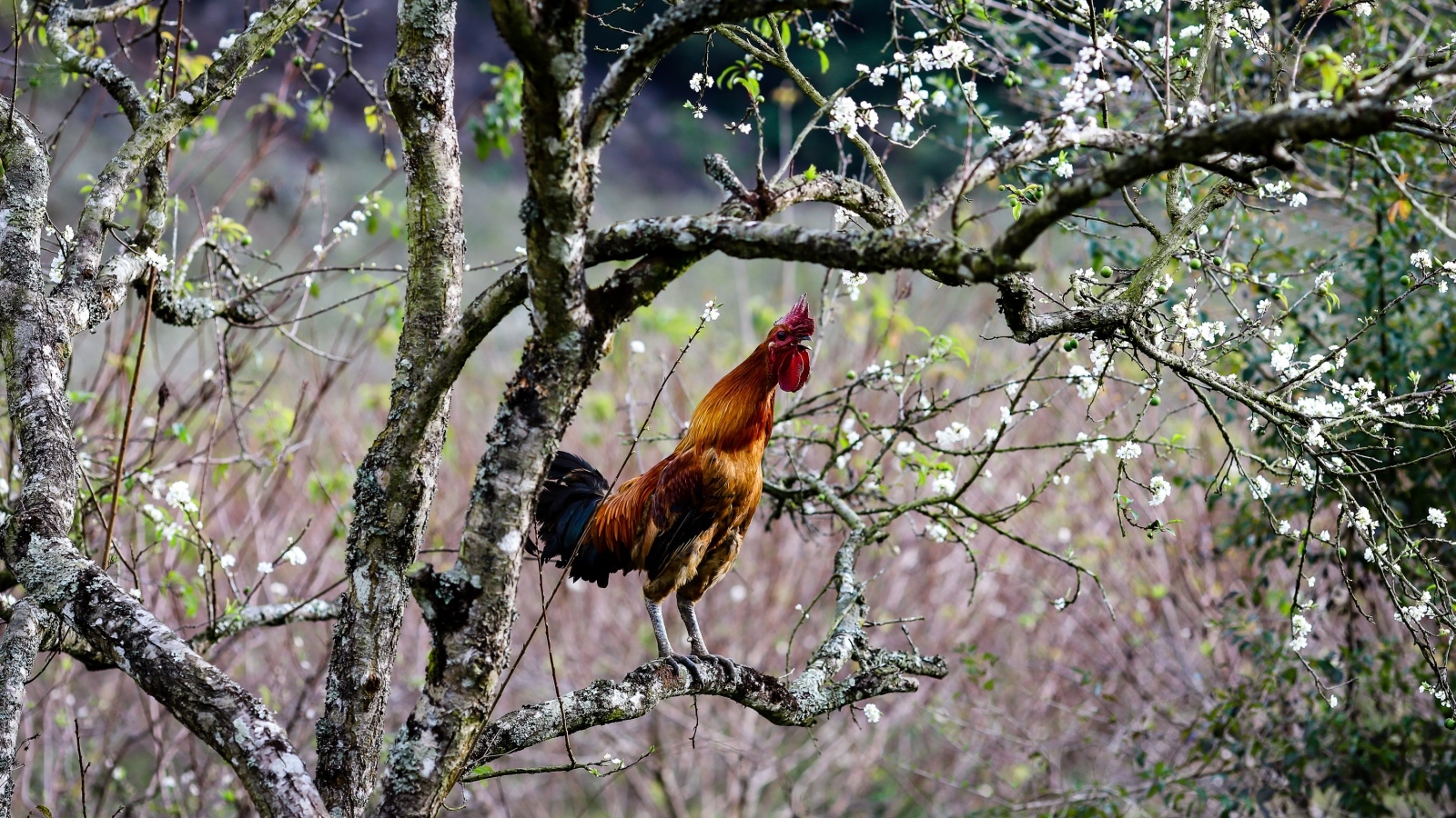 Коричневый петух сидит на ветке дерева