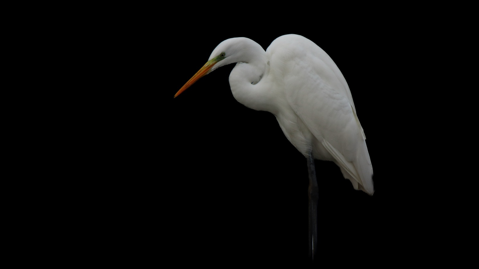 Белая цапля на черном фоне