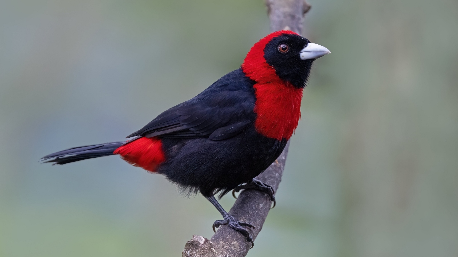 Огненная расписная танагра сидит на ветке дерева