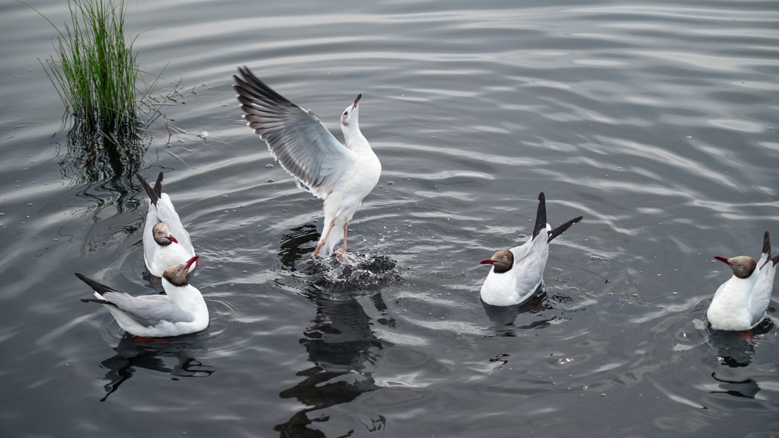 Пять чаек плавают в воде озера