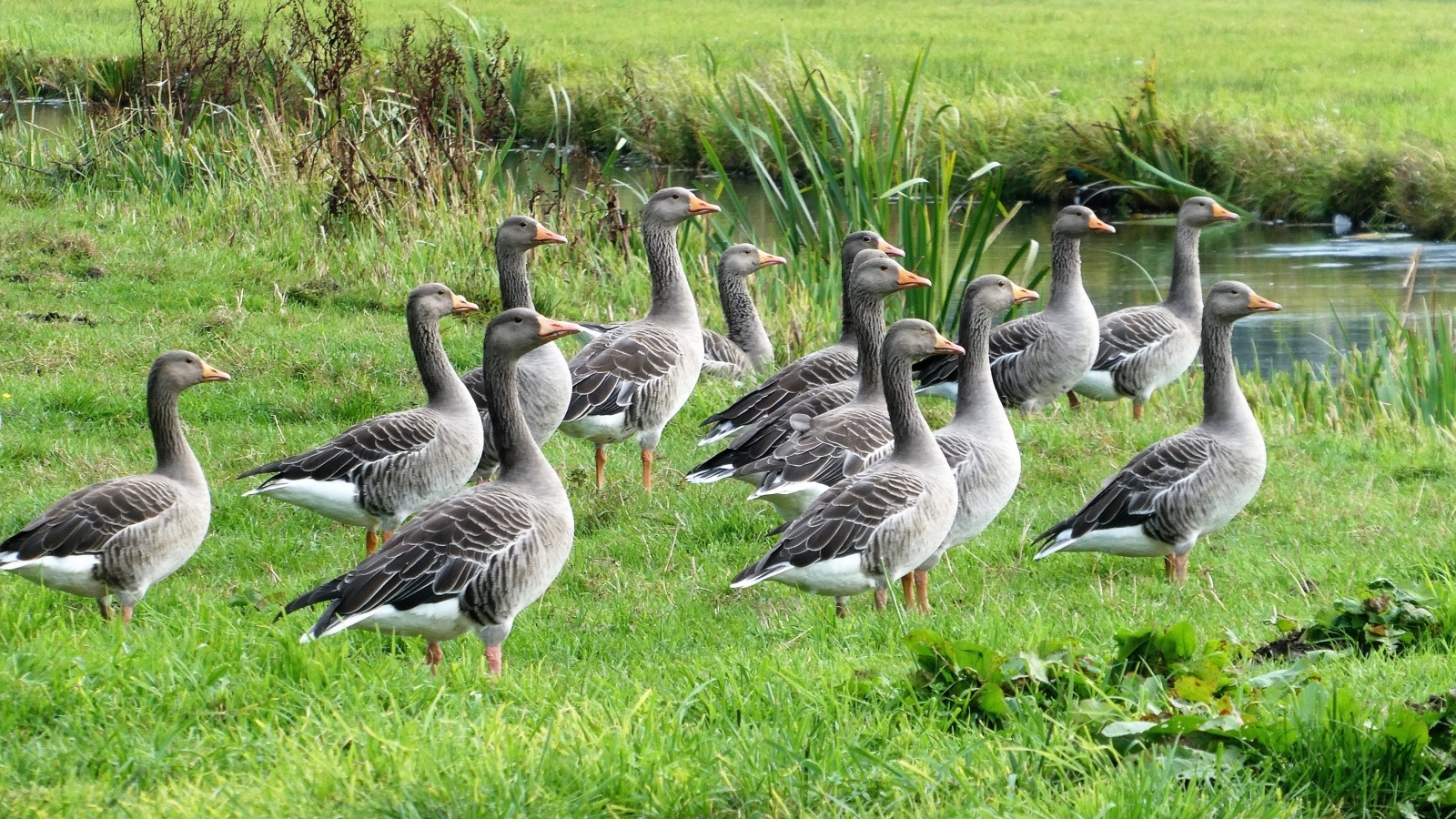 Стая серых гусей у воды