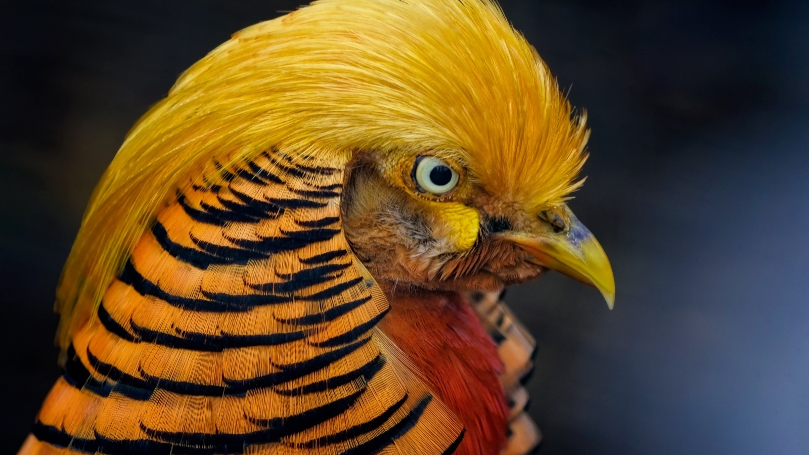 Голова золотого фазана крупным планом