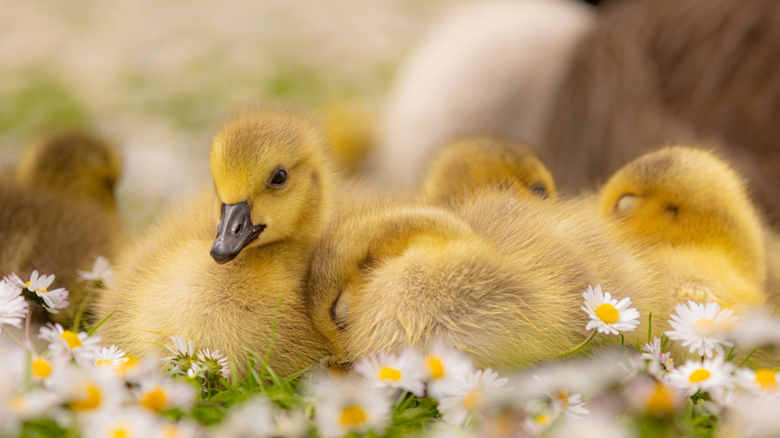 Гусята лежат на цветах маргаритки