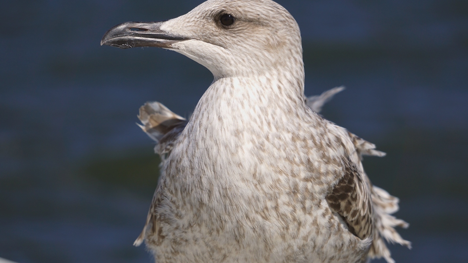 Серая чайка с острым клювом крупным планом
