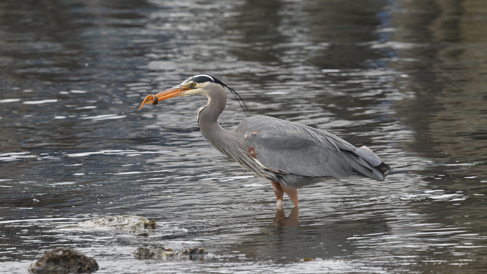 Серая цапля ловит рыбу в воде