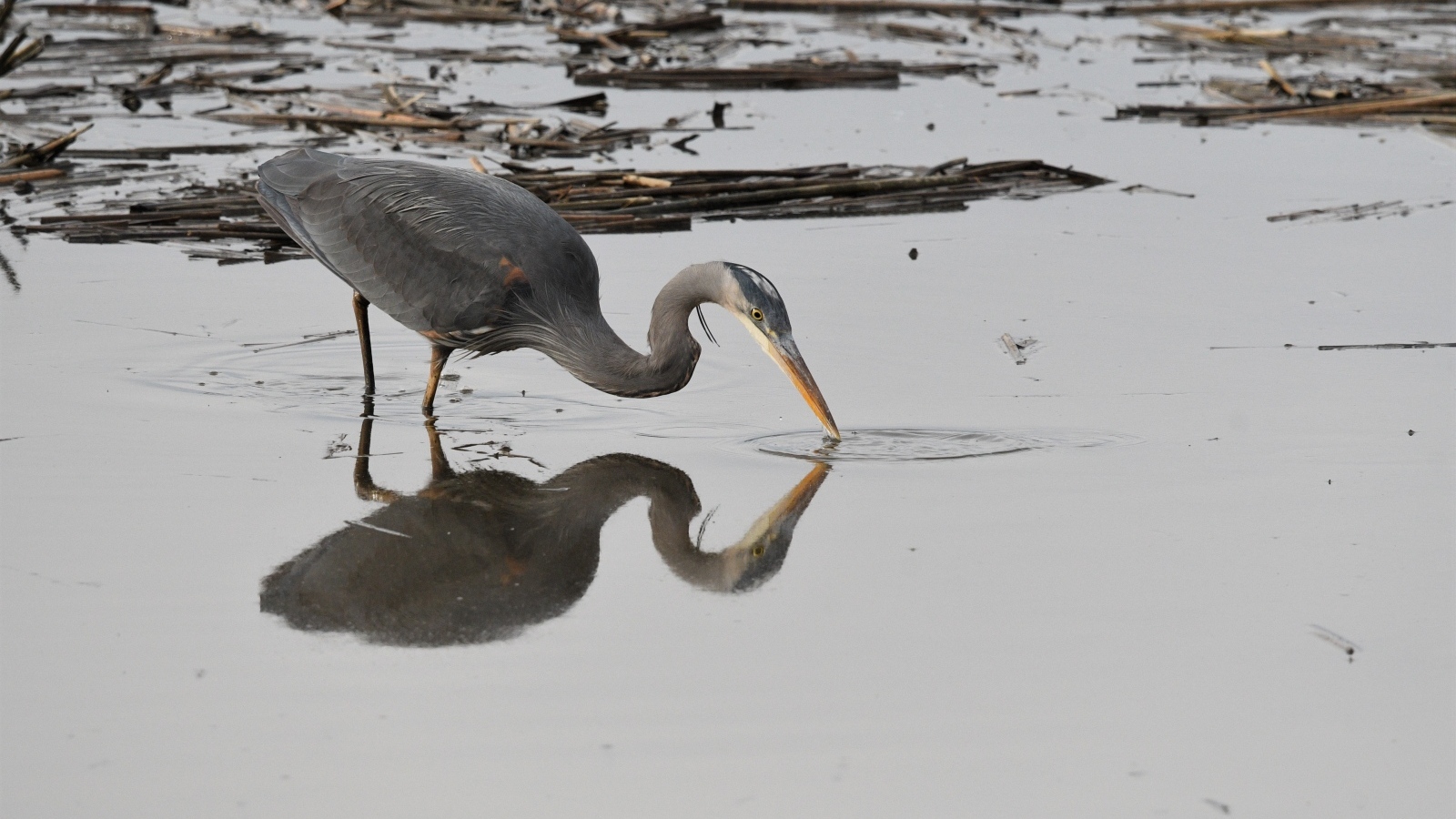 Серая цапля охотится в воде