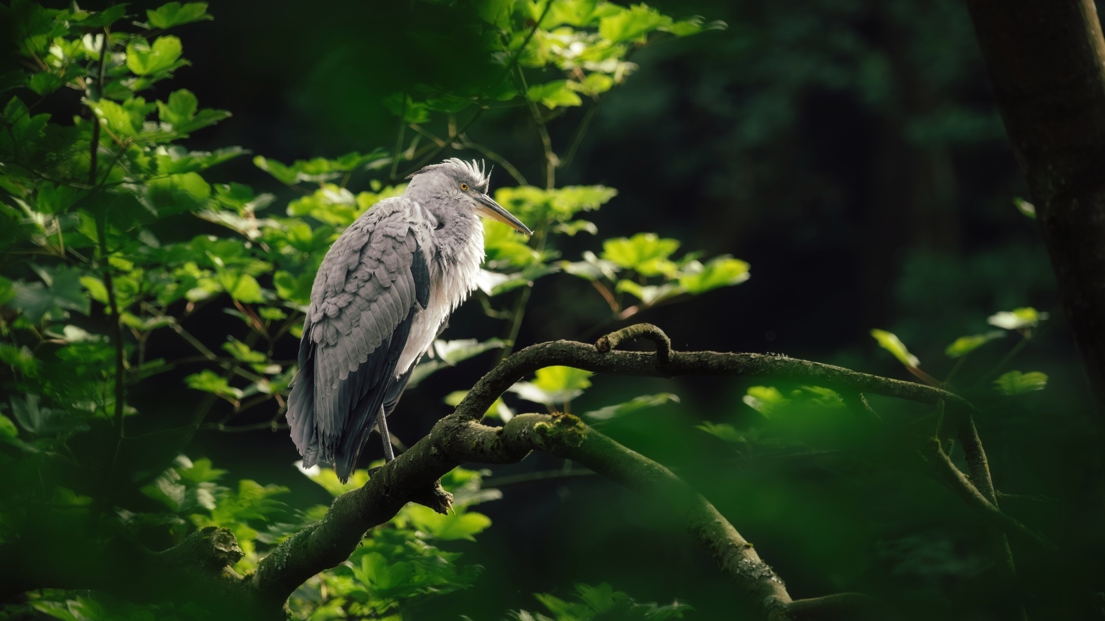 Серая цапля сидит на ветке дерева