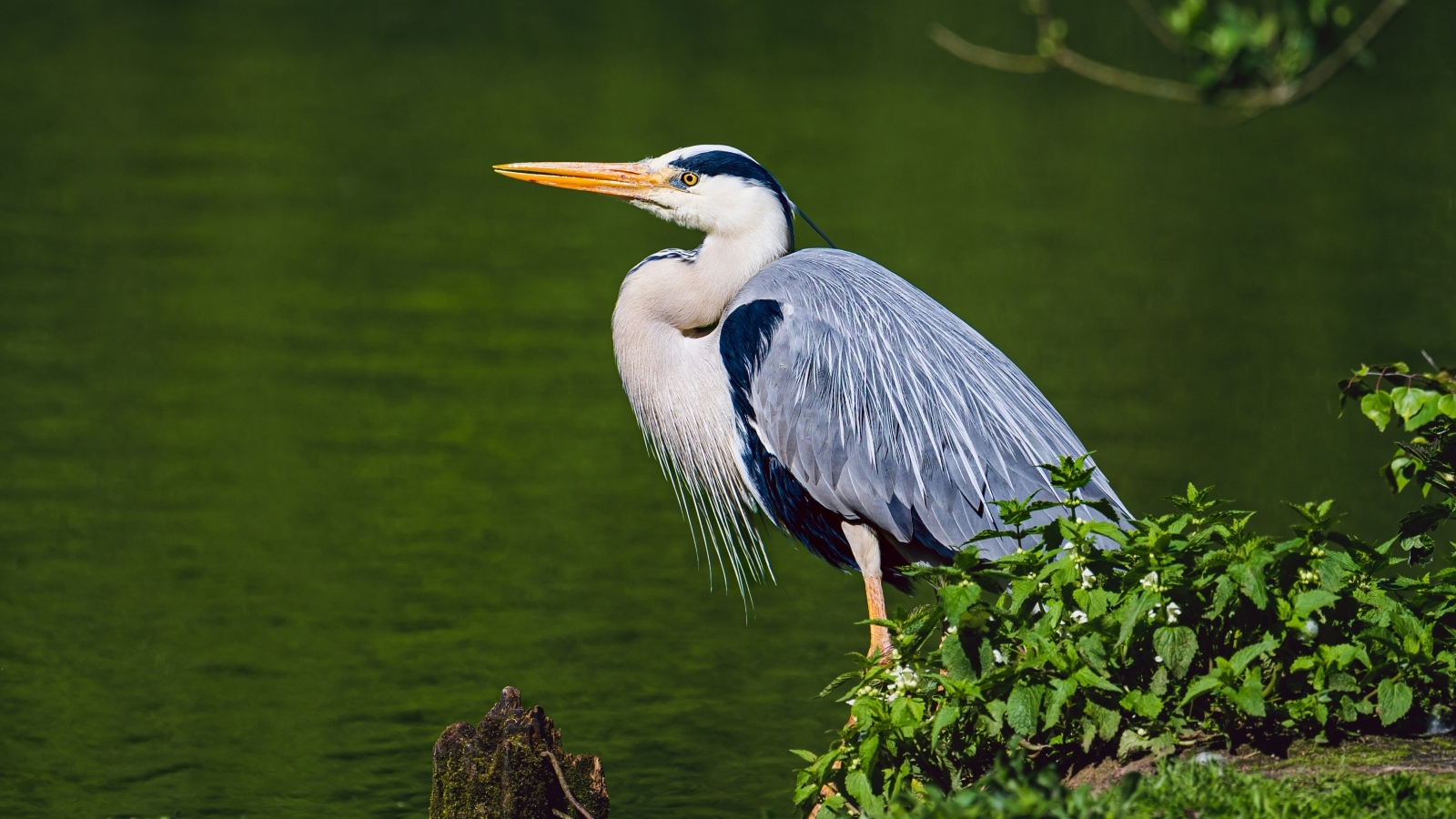 Серая цапля стоит у воды 