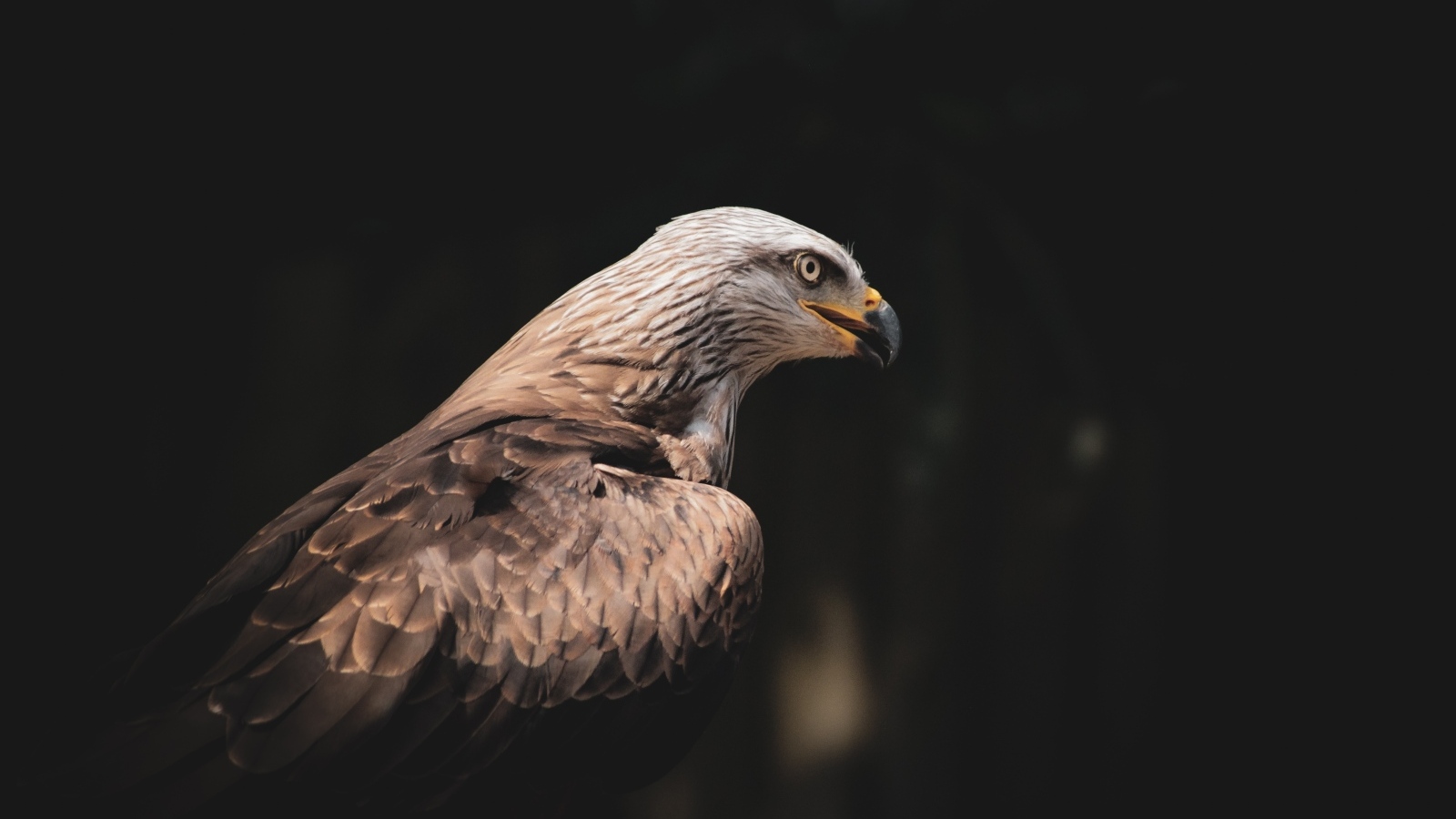 Серый хищный орел с острым черным клювом