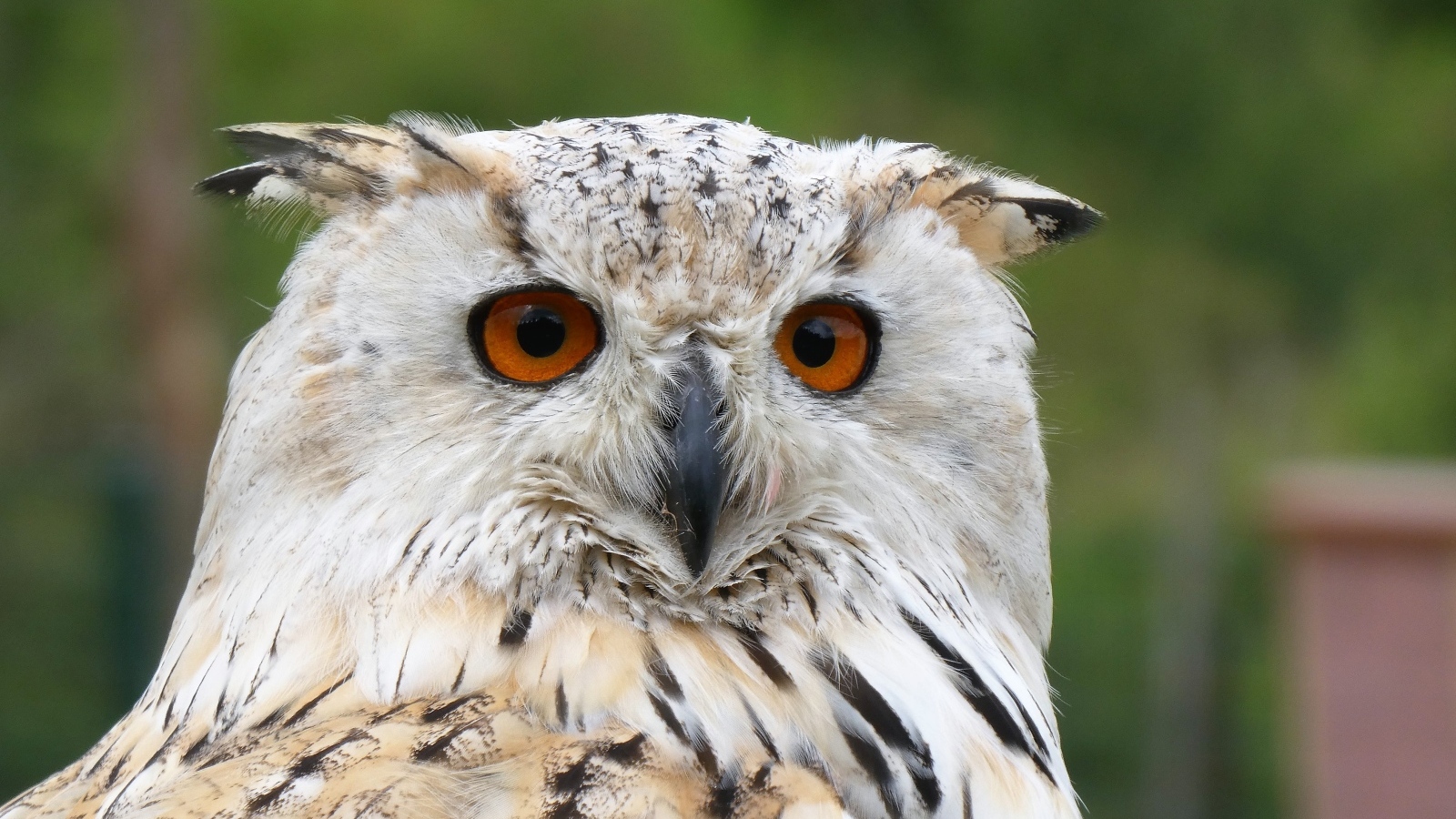 Большой евразийский филин крупным планом