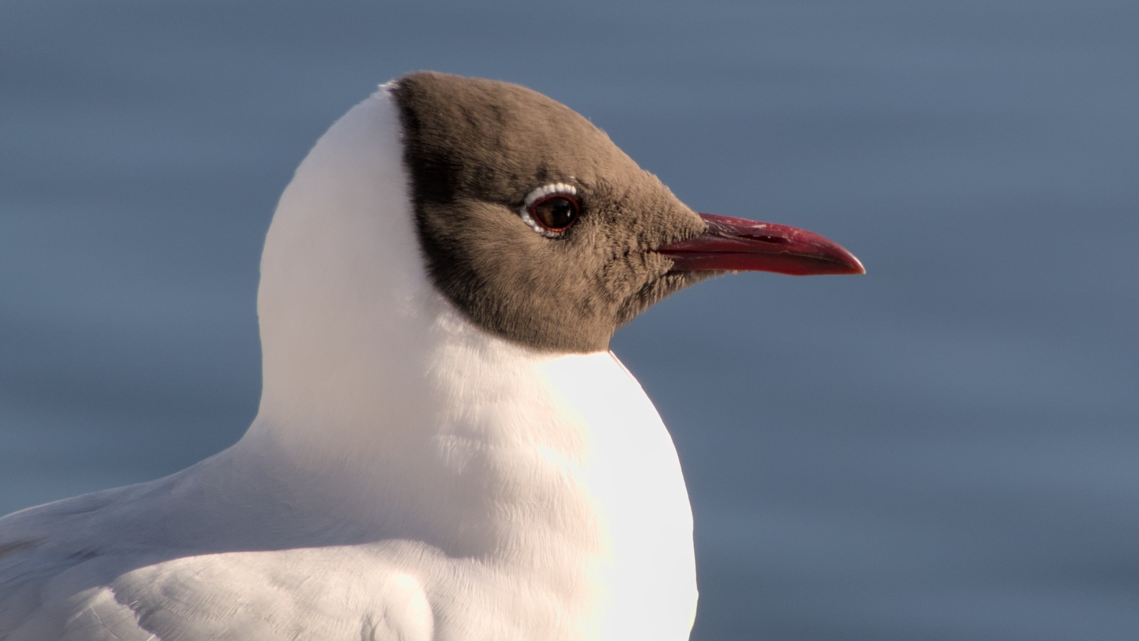 Большая сероголовая чайка крупным планом