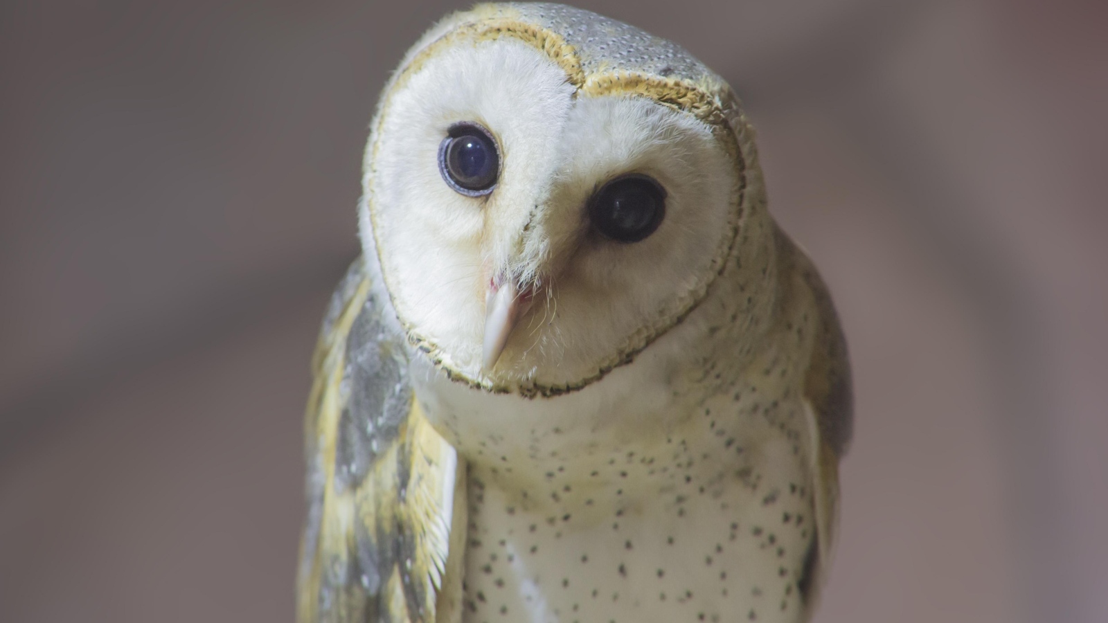 Большая белая сипуха с любопытными глазами