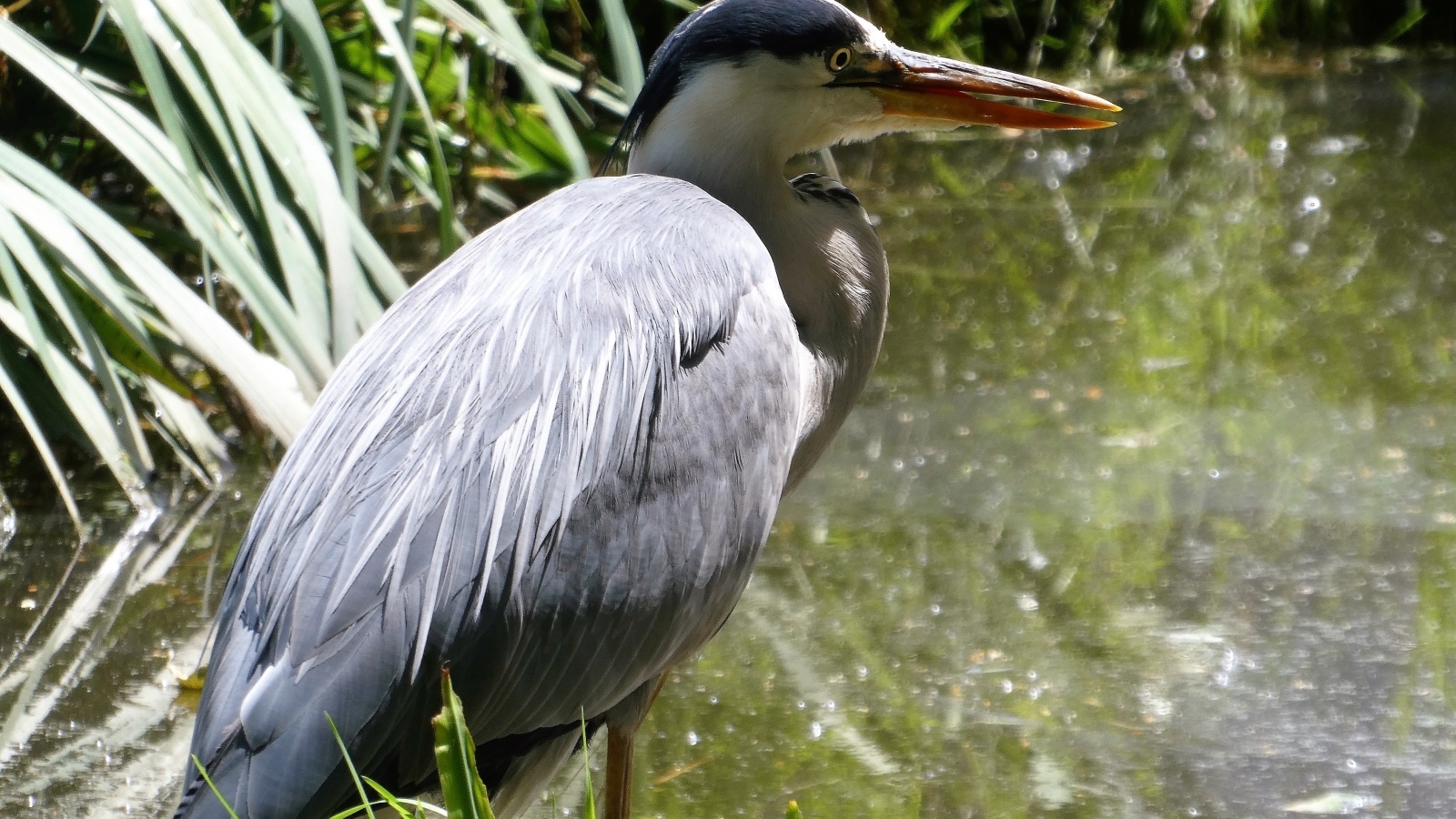 Большая серая цапля в воде 