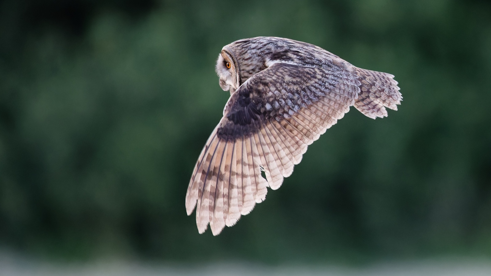 Большая серая сова летит над землей