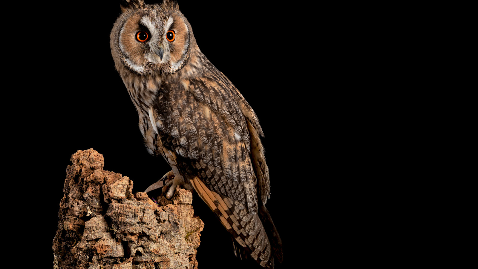 Большая сова на сухом дереве на черном фоне