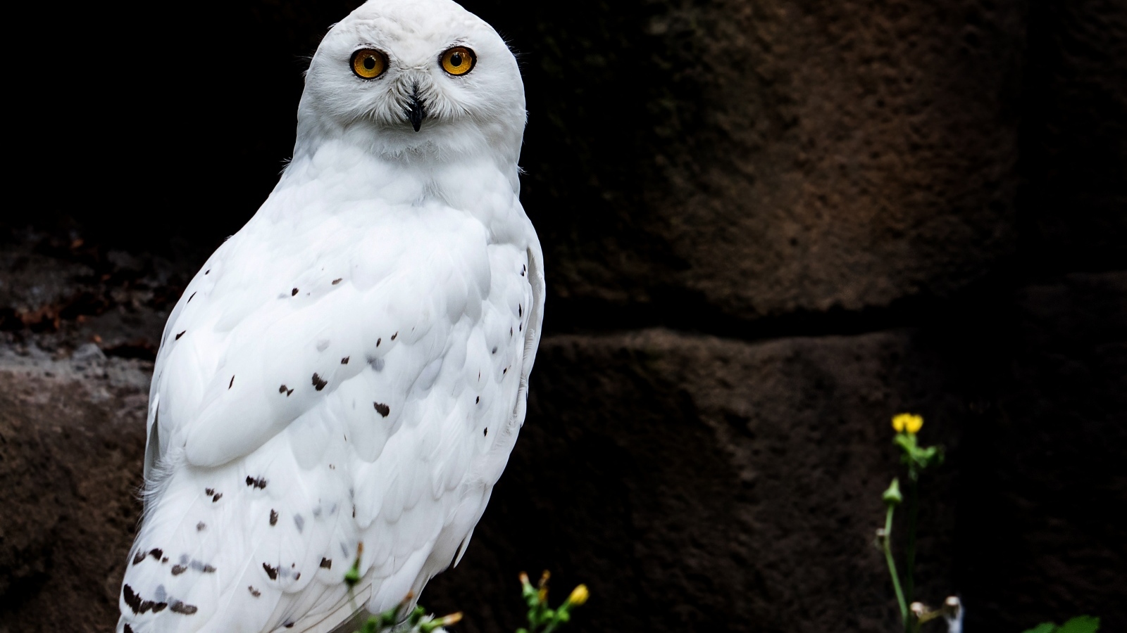 Большая  снежная сова сидит на камне