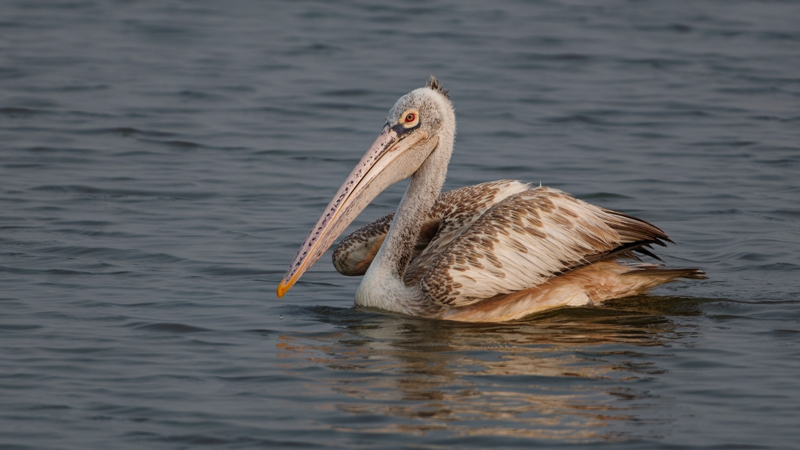 Большой пятнистый пеликан в воде