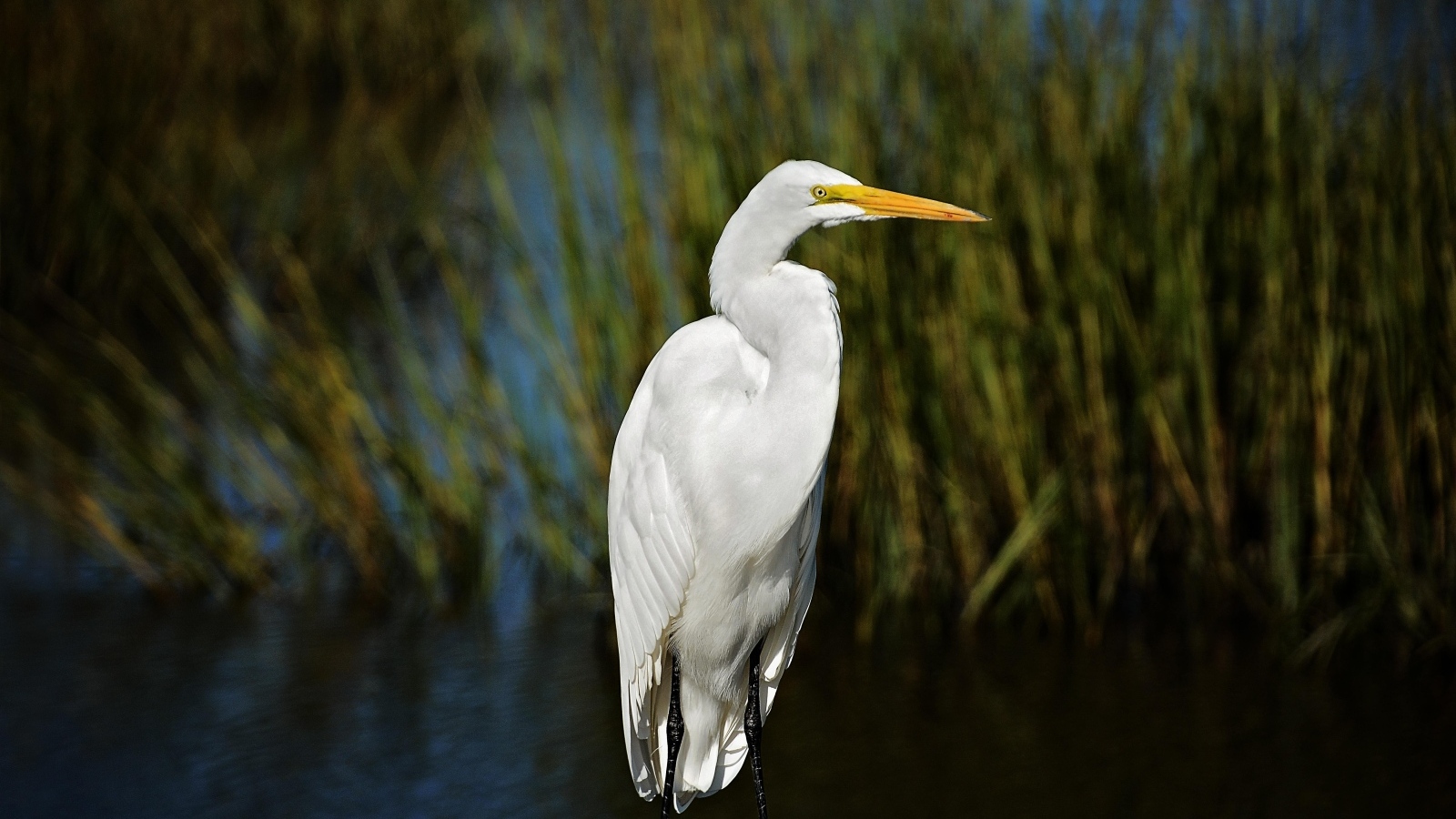 Большая белая цапля с острым клювом в воде
