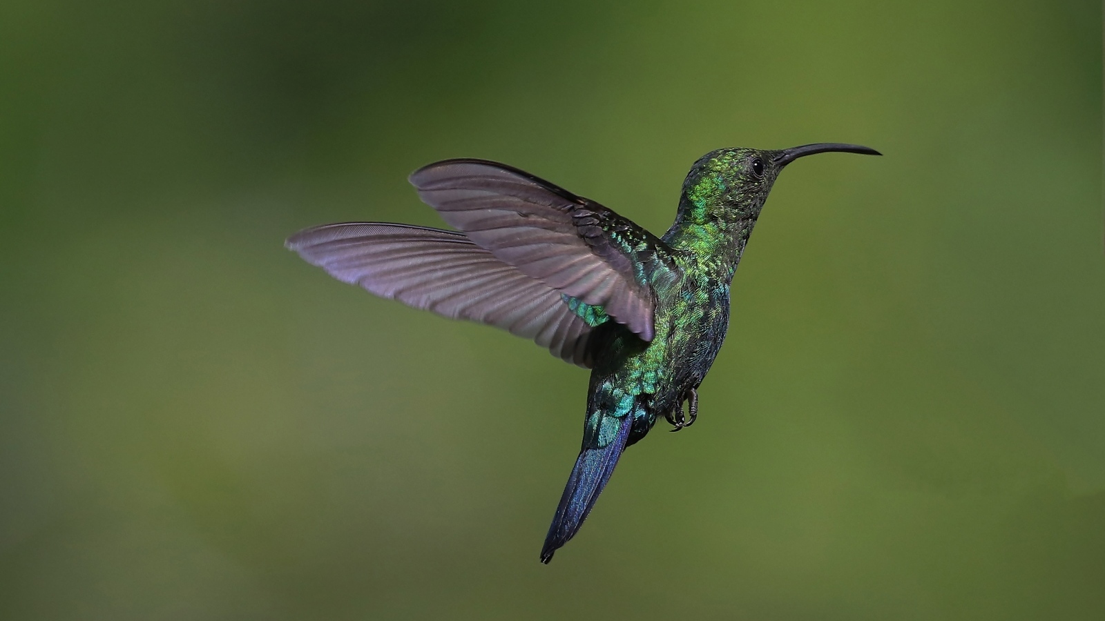 Зеленая птица колибри крупным планом