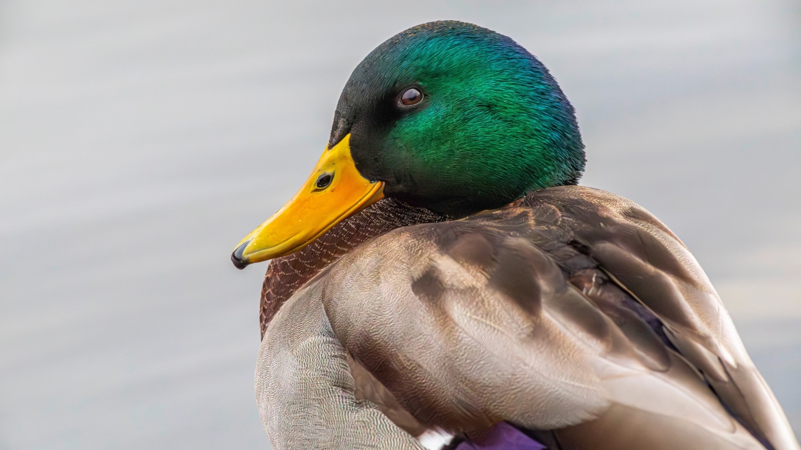 Зеленая голова у утки кряква