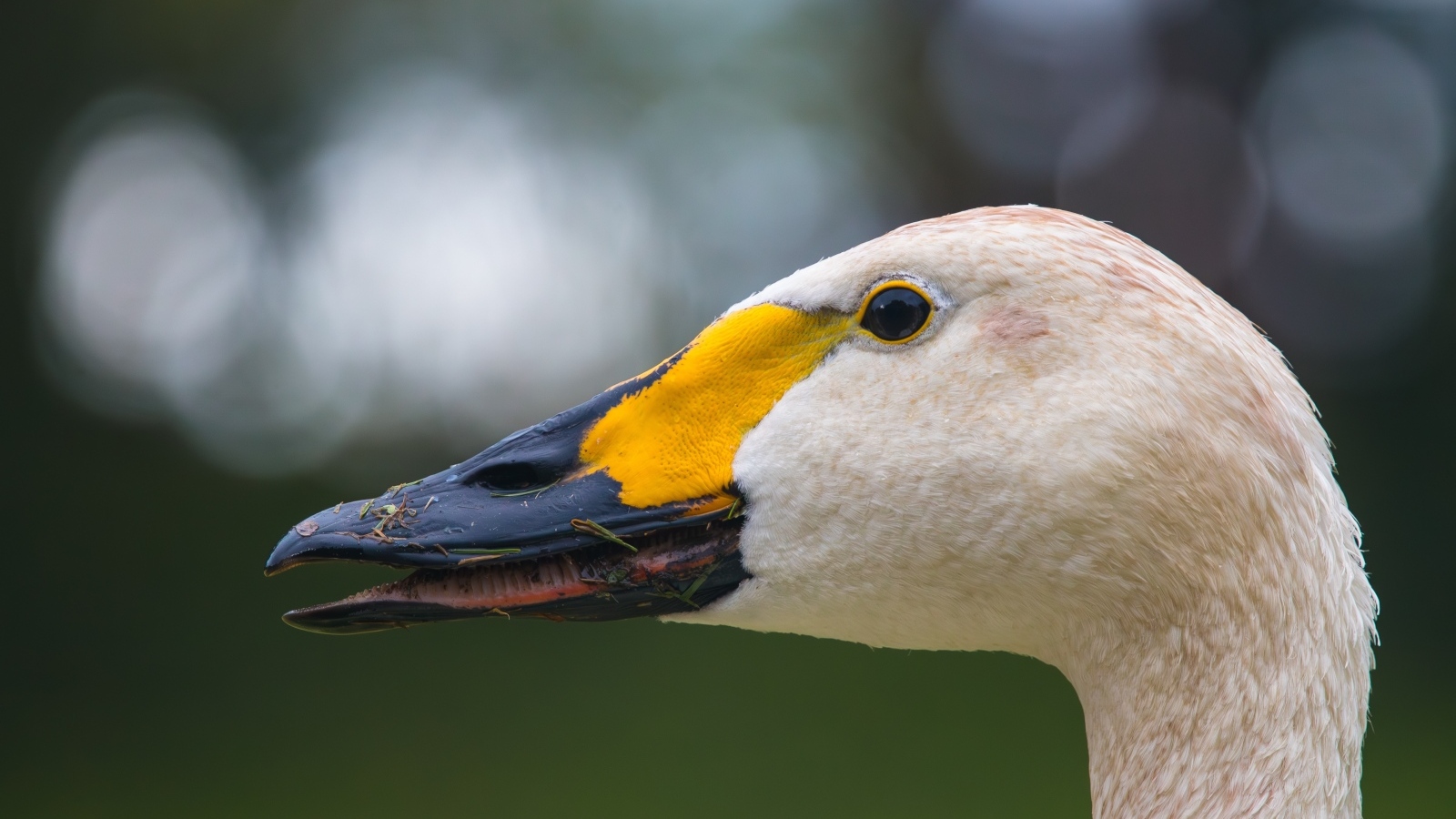 Голова белого лебедя с черным клювом