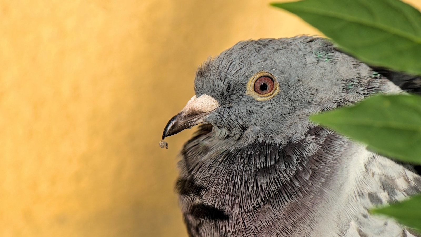 Большой серый голубь с острым клювом