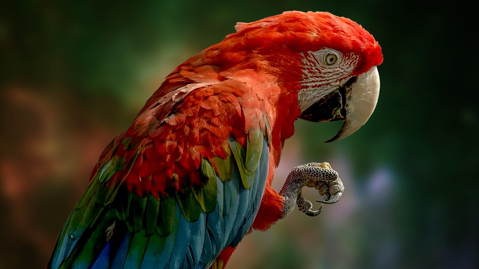 Большой попугай ара с острыми когтями