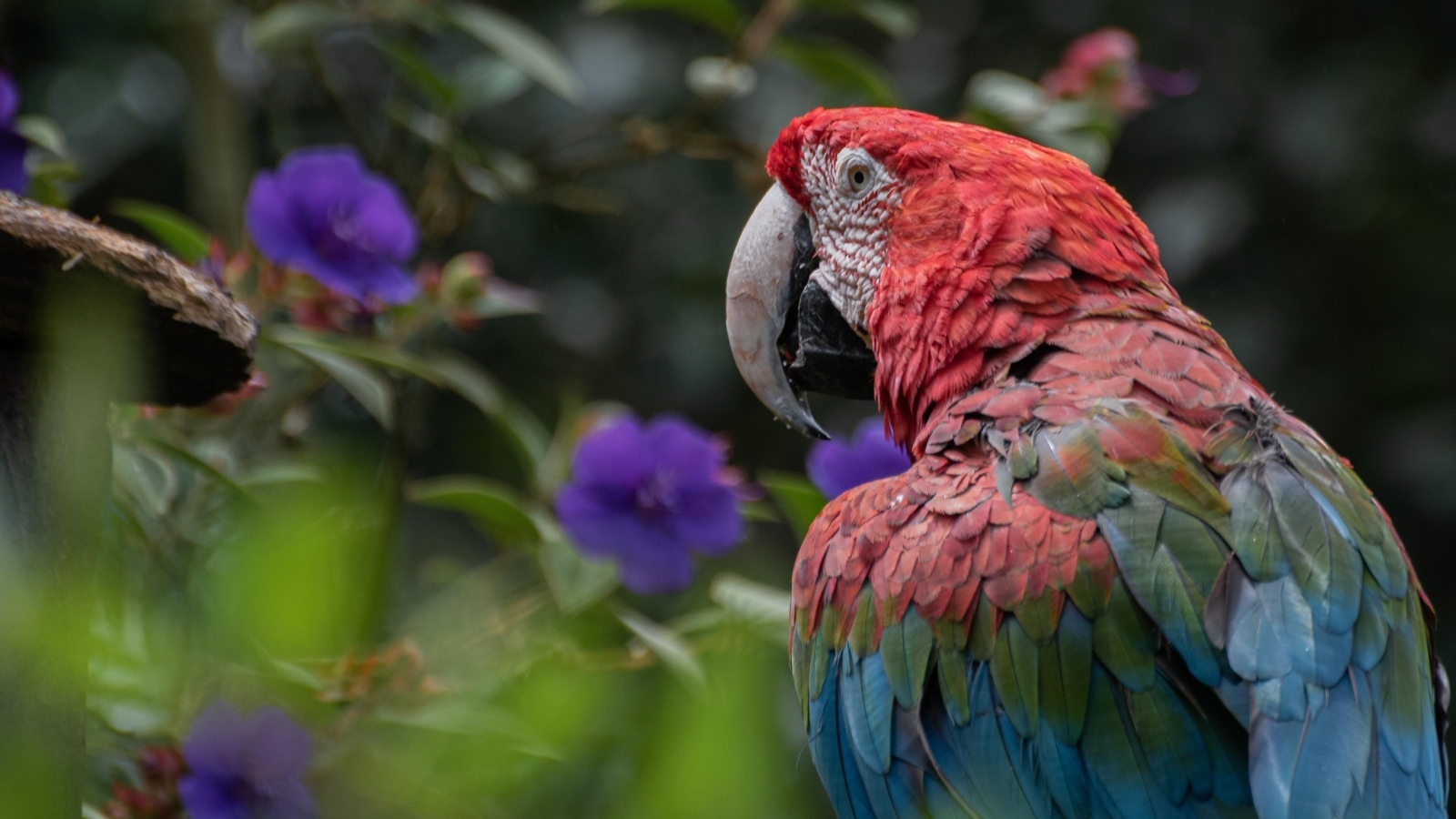 Большой разноцветный попугай ара на ветке 