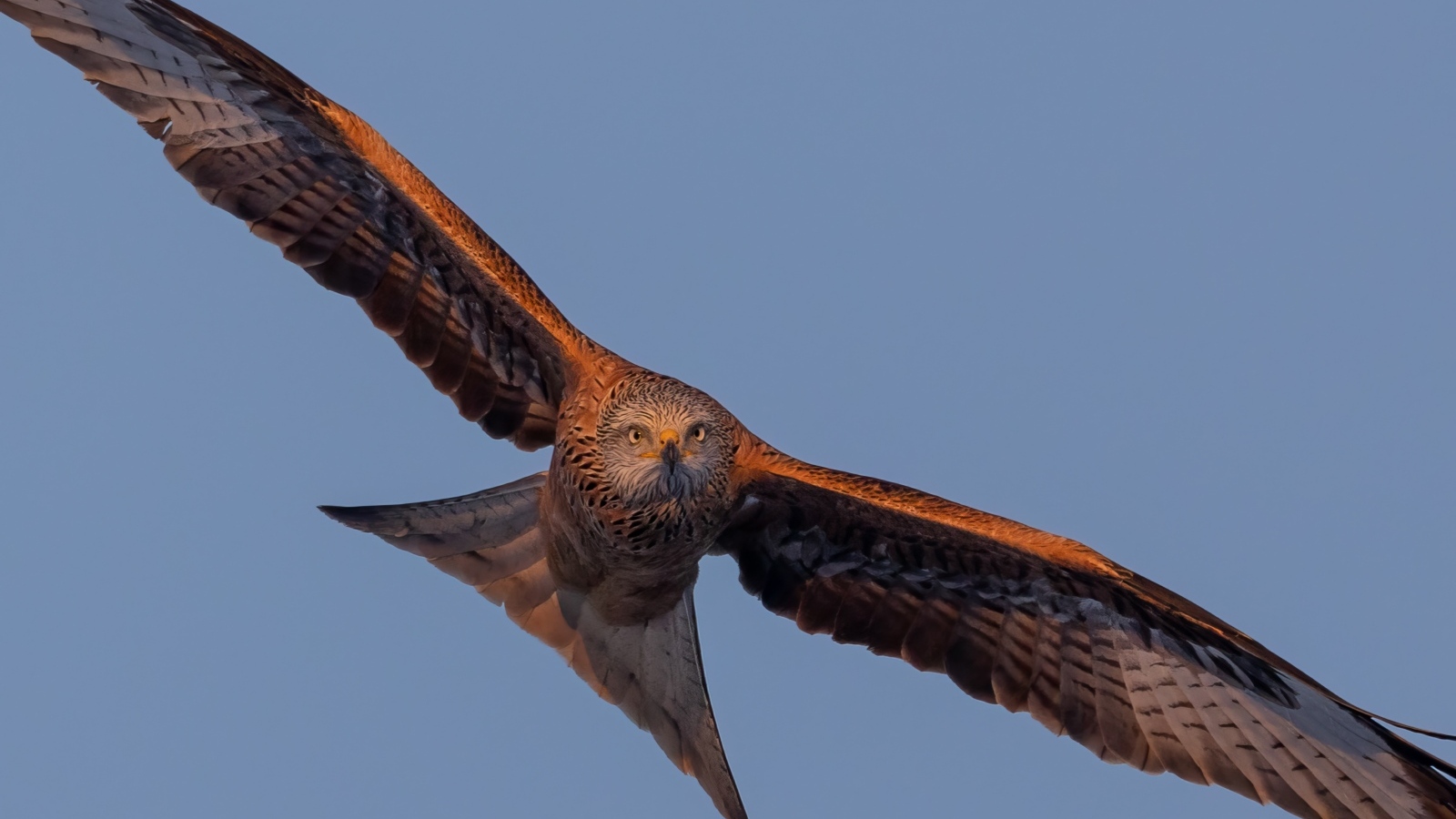 Большой хищный коршун в небе