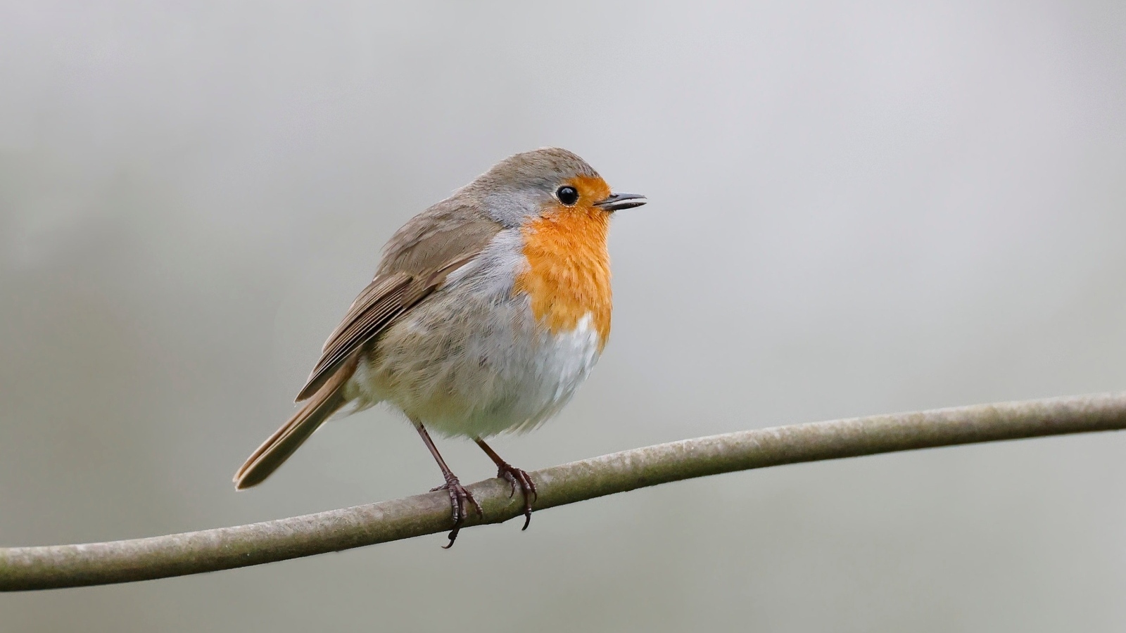 Маленькая европейская малиновка сидит на ветке