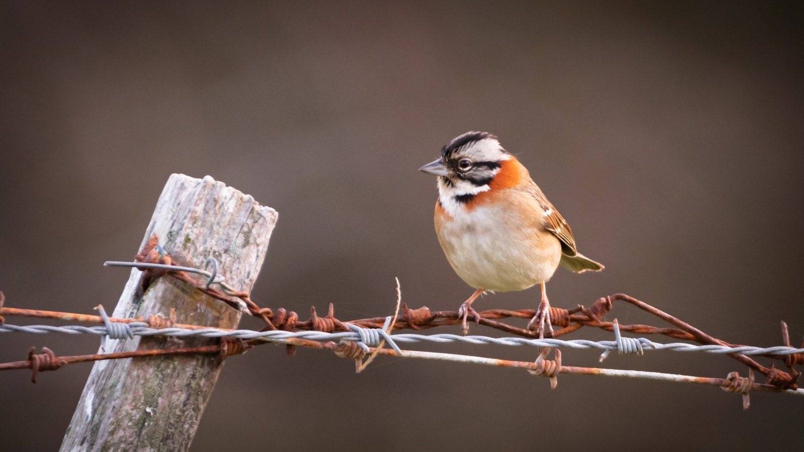 Маленькая птичка сидит на колючей проволоке