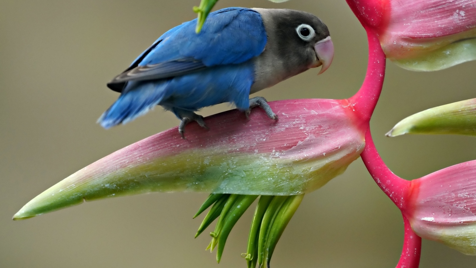 Маленький синий попугай сидит на цветке